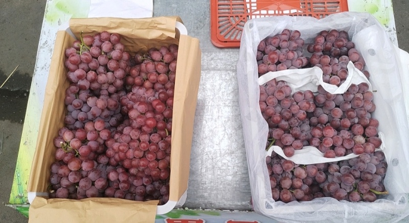 葡萄陕西红提葡萄冷库大量出货专业代购代销卖品质保证