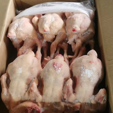 肉食鸡