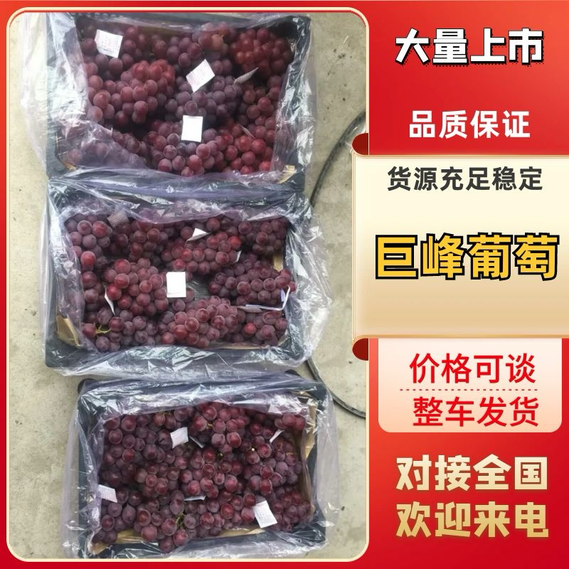 【热卖】葡萄大量库存巨峰葡萄质量好价格便宜