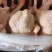 肉食鸡