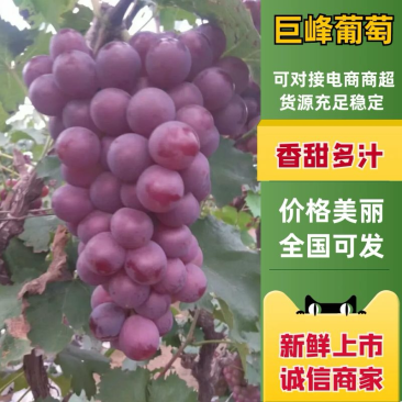 【推荐】葡萄巨峰葡萄软枝大粒口感甜果形好量小勿扰