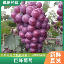 【推荐】葡萄巨峰葡萄口感好软枝不掉粒耐储存耐运输
