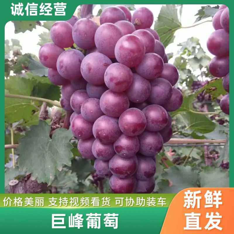 【推荐】葡萄巨峰葡萄口感好软枝不掉粒耐储存耐运输