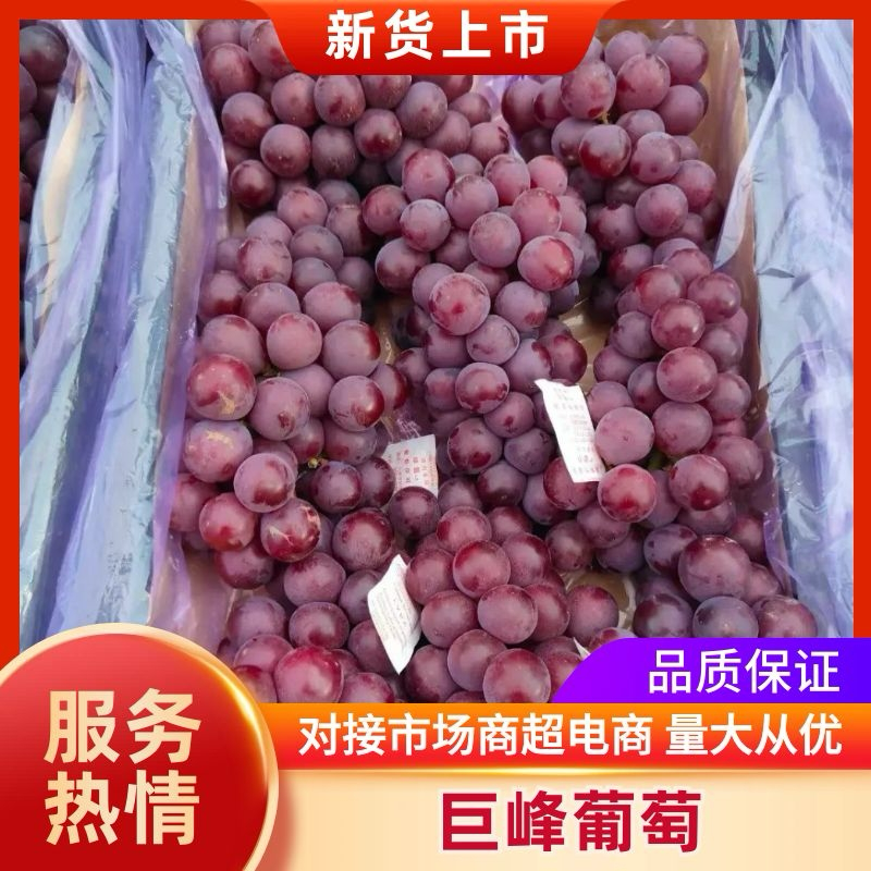 葡萄河北巨峰葡萄口感好糖度高欢迎进店咨询