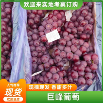 葡萄，巨峰葡萄，软枝大粒，颜色好，糖度高，耐运输，好储存