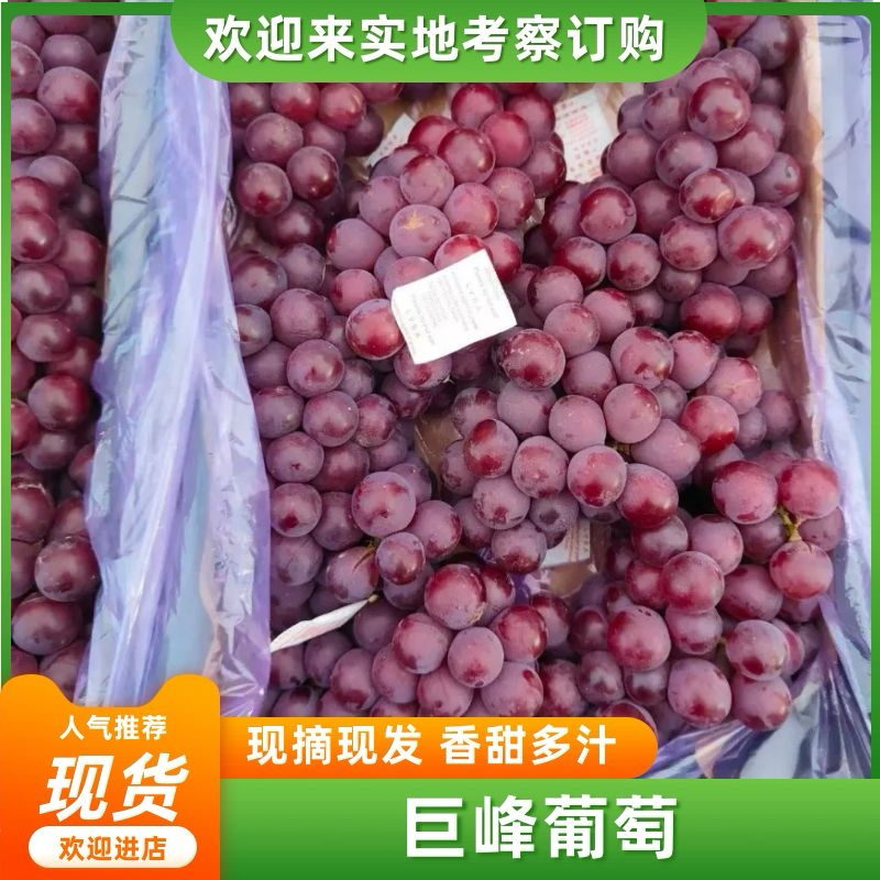 葡萄，巨峰葡萄，软枝大粒，颜色好，糖度高，耐运输，好储存
