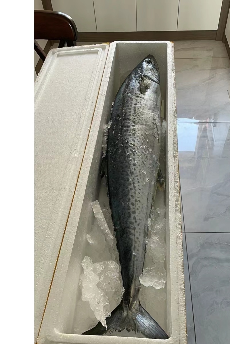 新鲜鲅鱼