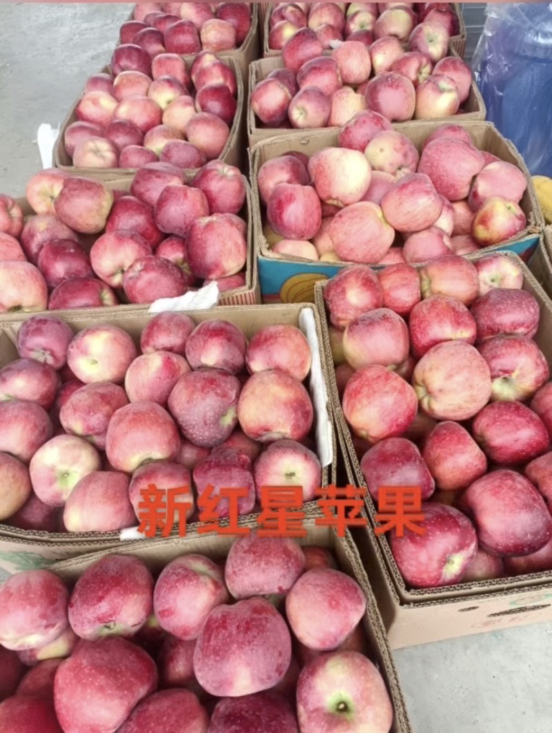 精品新红星苹果