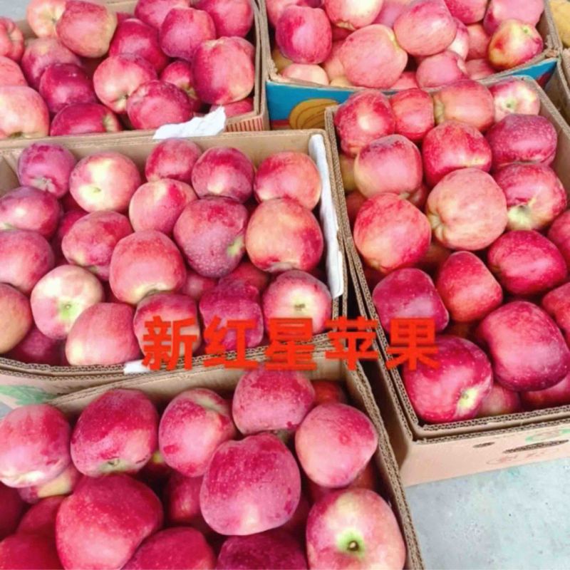 精品新红星苹果