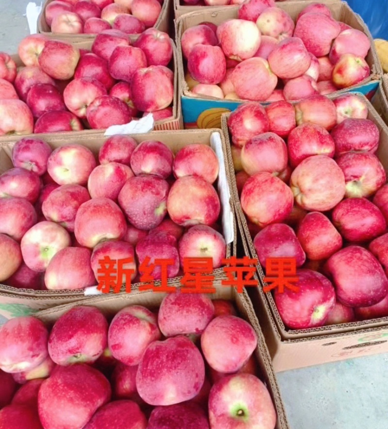 精品新红星苹果