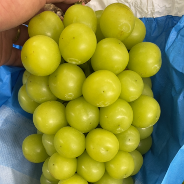 阳光玫瑰