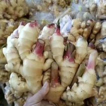 产地生姜批发山东生姜大黄姜小黄姜红芽姜