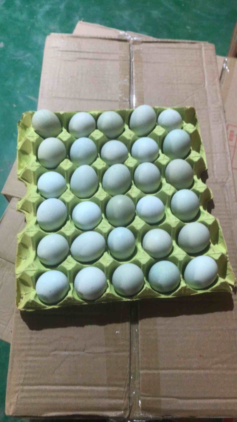 精品绿壳鸡蛋绿壳乌鸡蛋原场直发量大价更优！