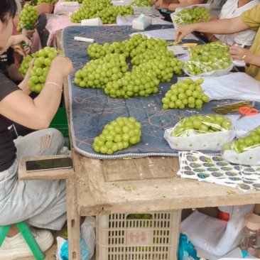 万亩阳光玫瑰，开园预订出货中