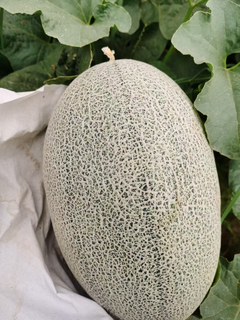 [可视频看货[新疆西州蜜大量上市个大糖度高包甜欢迎来电