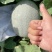 [可视频看货[新疆西州蜜大量上市个大糖度高包甜欢迎来电