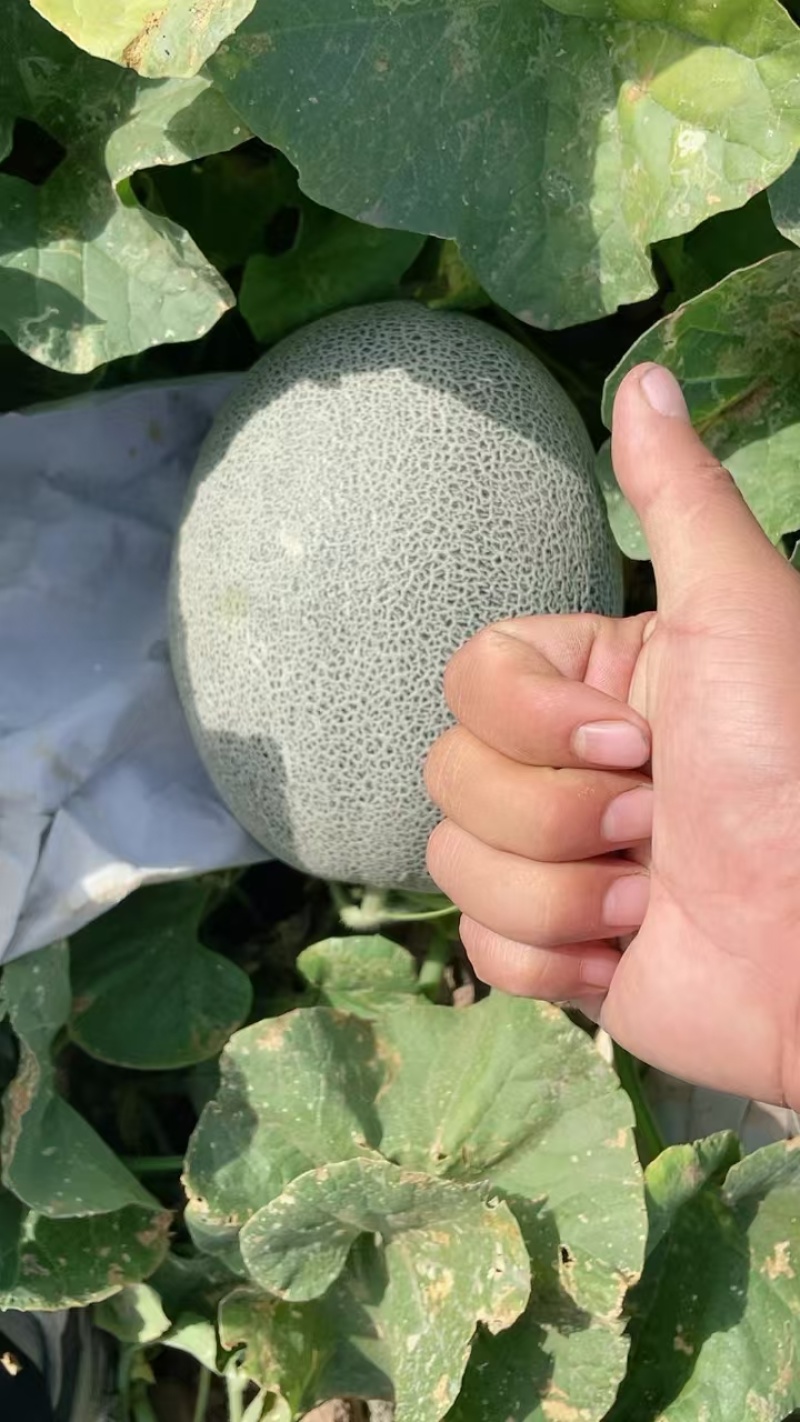 [可视频看货[新疆西州蜜大量上市个大糖度高包甜欢迎来电