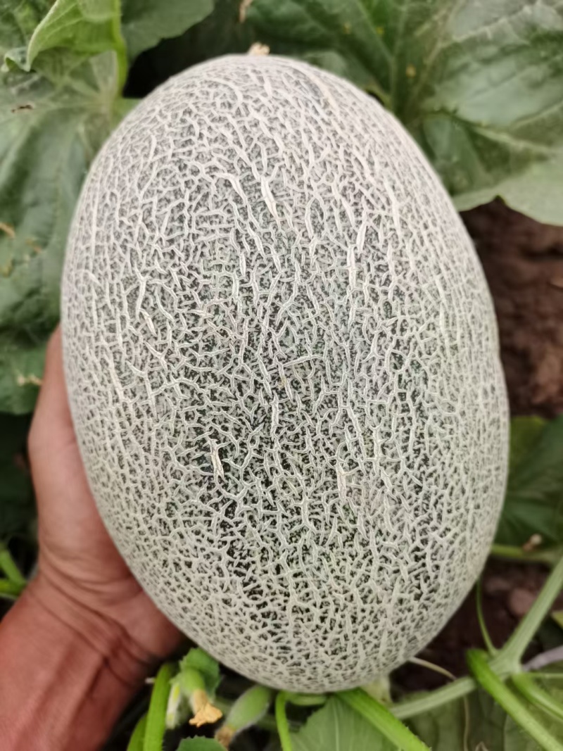 [可视频看货[新疆西州蜜大量上市个大糖度高包甜欢迎来电