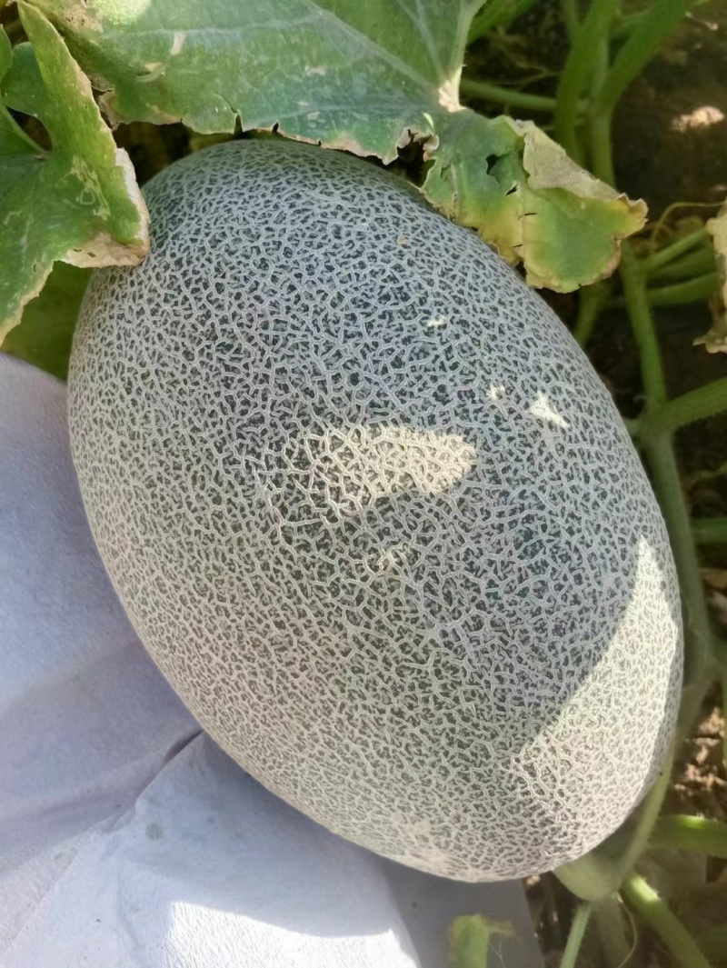 [可视频看货[新疆西州蜜大量上市个大糖度高包甜欢迎来电