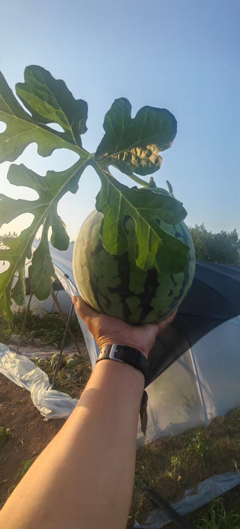 无籽麒麟瓜