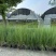 水生植物粉黛乱子草:1加伦、2加伦、5为伦基地有量，价优