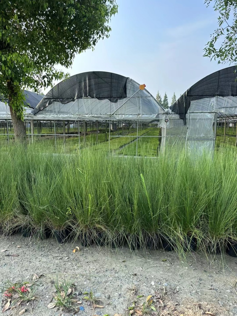 水生植物粉黛乱子草:1加伦、2加伦、5为伦基地有量，价优