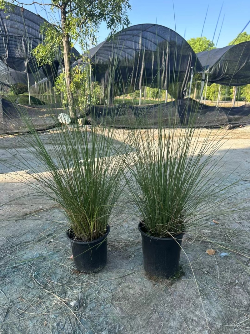 水生植物粉黛乱子草:1加伦、2加伦、5为伦基地有量，价优