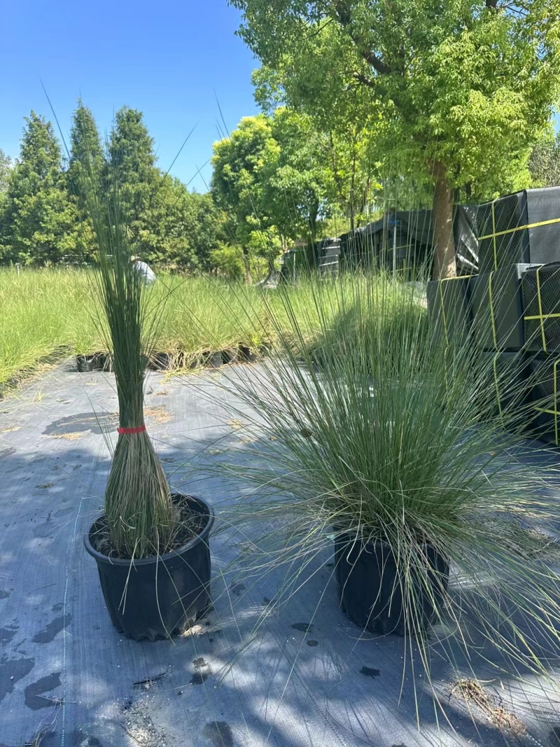 水生植物粉黛乱子草:1加伦、2加伦、5为伦基地有量，价优