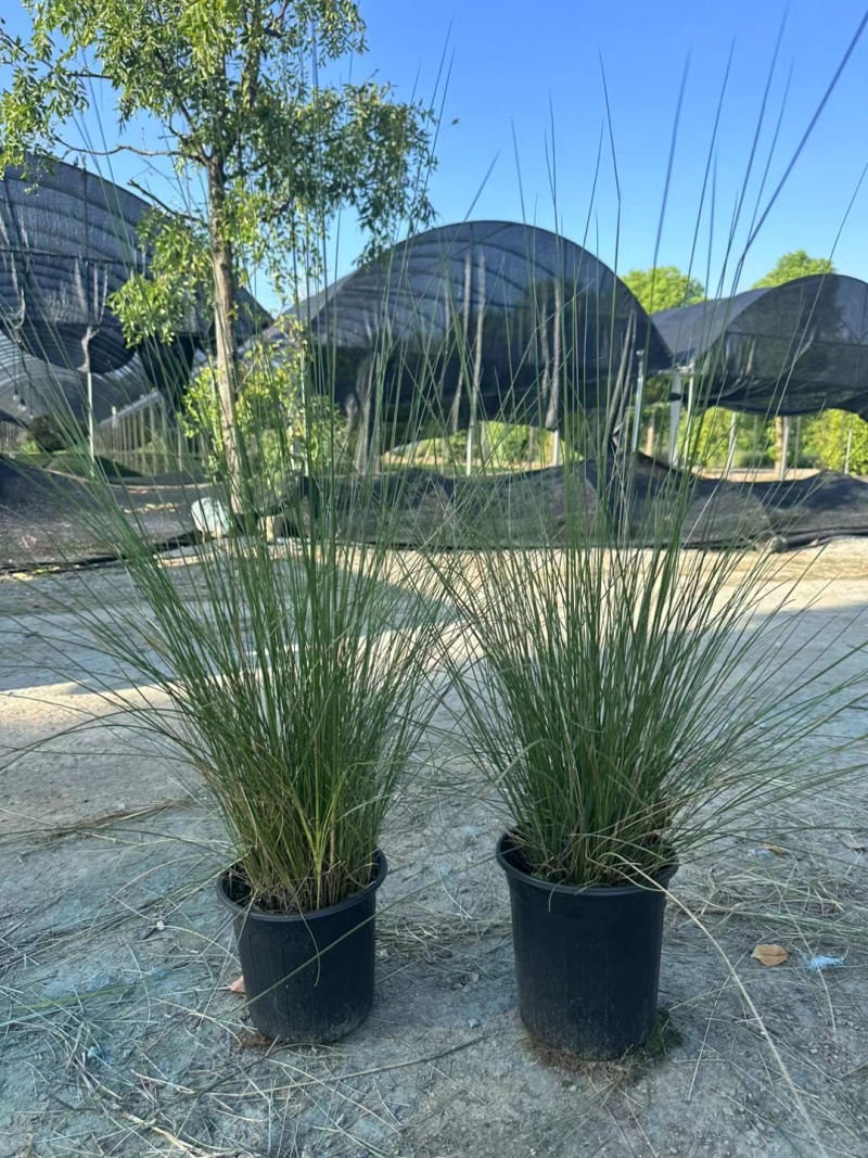 水生植物粉黛乱子草:1加伦、2加伦、5为伦基地有量，价优