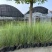 水生植物粉黛乱子草:1加伦、2加伦、5为伦基地有量，价优