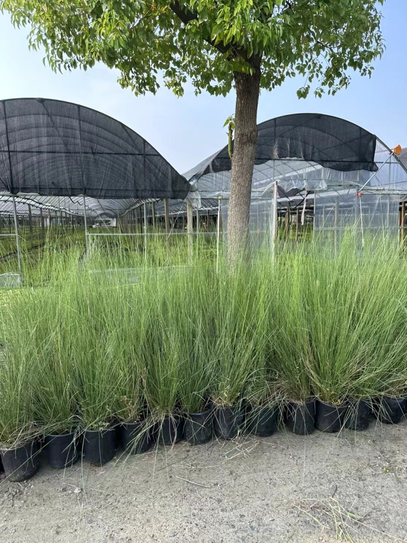 水生植物粉黛乱子草:1加伦、2加伦、5为伦基地有量，价优