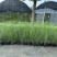 水生植物粉黛乱子草:1加伦、2加伦、5为伦基地有量，价优