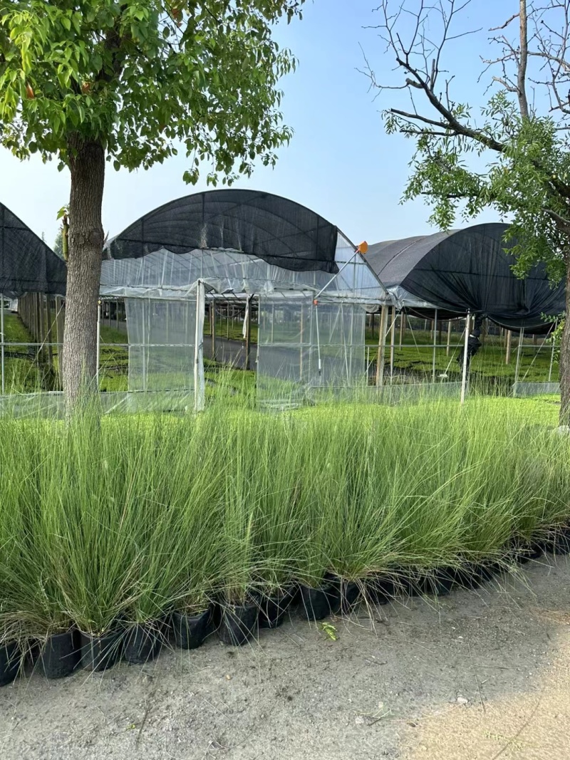 水生植物粉黛乱子草:1加伦、2加伦、5为伦基地有量，价优