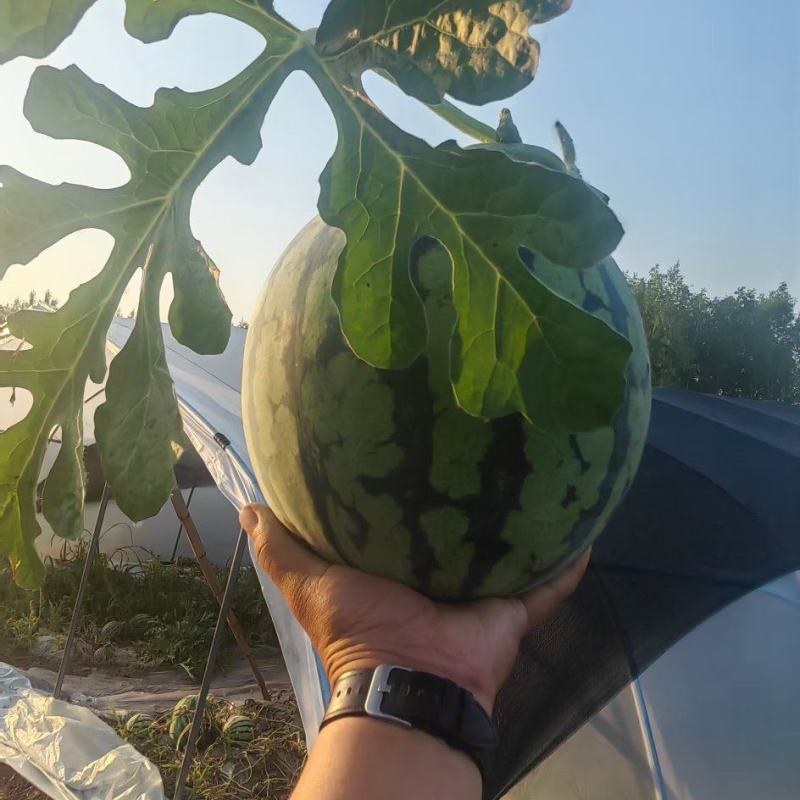 l无籽麒麟瓜