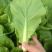 快菜《安徽快菜》基地直供/打冷包装一条龙服务常年有货