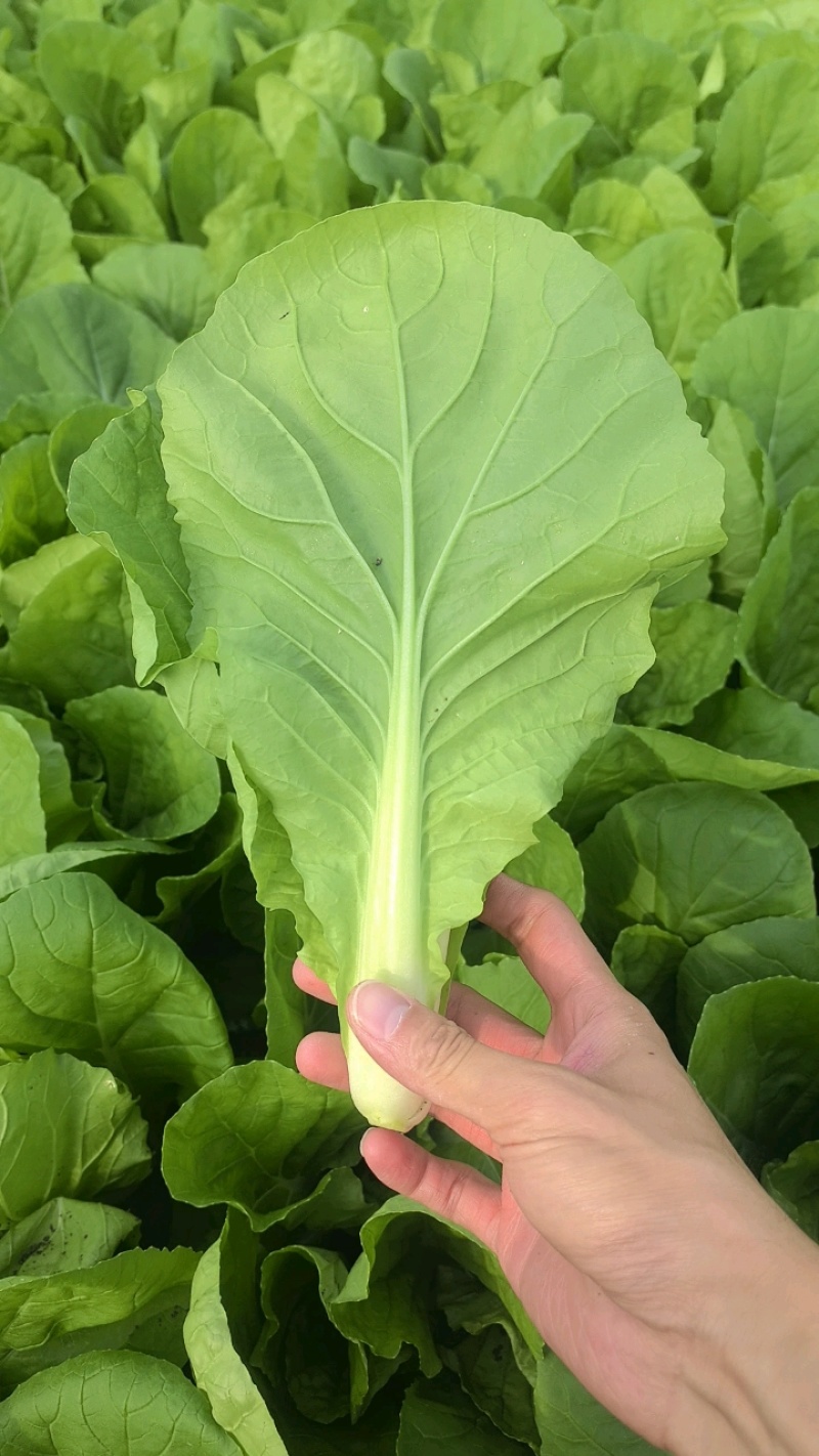快菜《安徽快菜》基地直供/打冷包装一条龙服务常年有货
