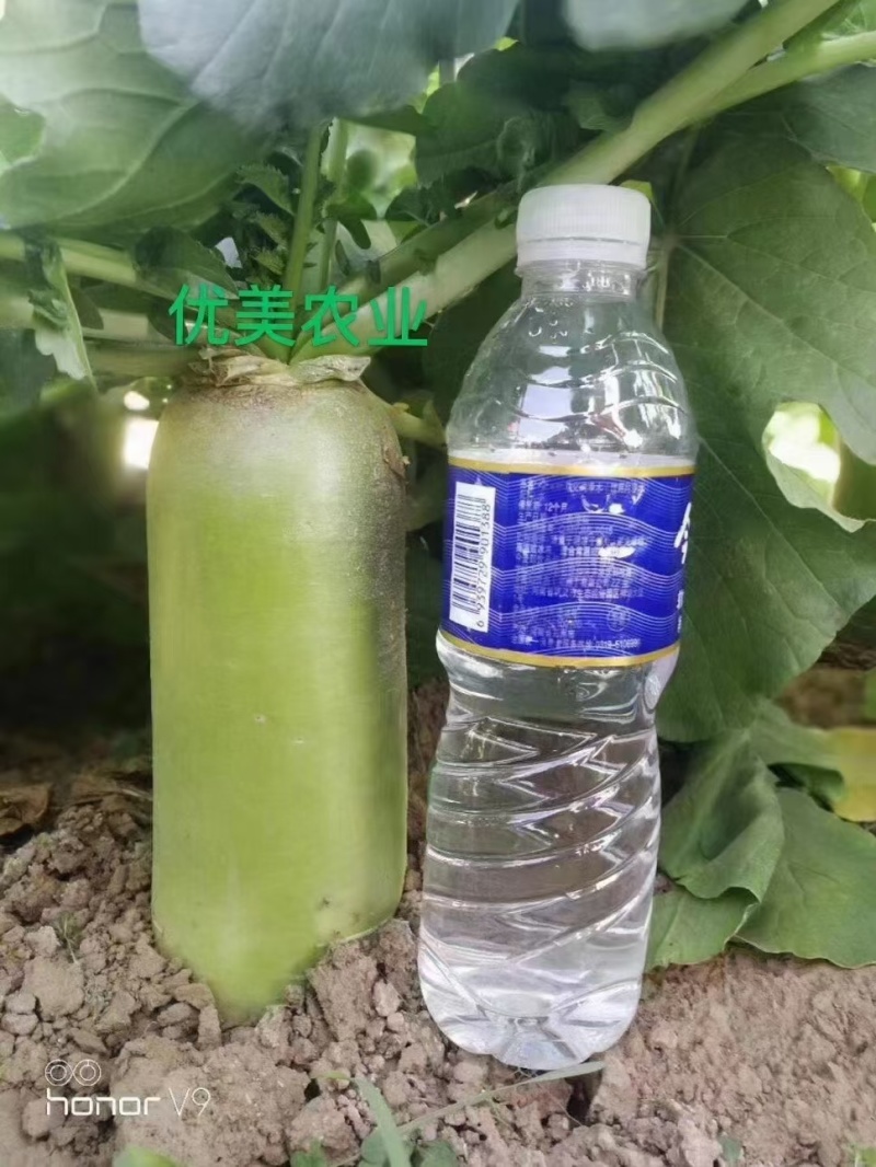 优美青亮绿脆青萝卜种子青皮淡绿肉萝卜口感好