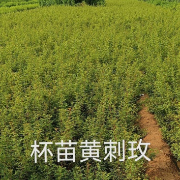 黄刺玫杯苗