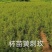 黄刺玫杯苗
