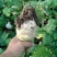 芥菜大头菜芥菜疙瘩个头大无黑心新鲜现货
