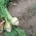 芥菜大头菜芥菜疙瘩个头大无黑心新鲜现货