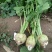 芥菜大头菜芥菜疙瘩个头大无黑心新鲜现货