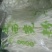 甘肃定西宽粉粉条韭叶粉