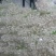 甘肃定西宽粉粉条韭叶粉