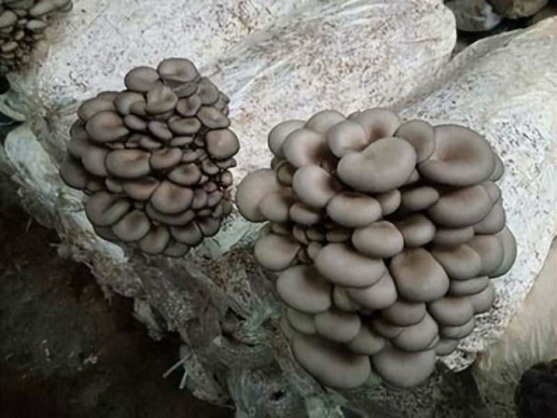 大平菇预售商品