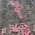 高淀粉白瓤红薯商薯十九西瓜红龙九、哈密冰糖心红薯
