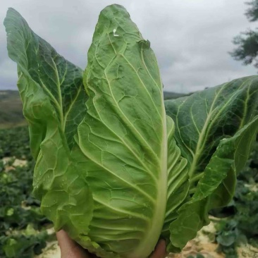 牛心菜甘肃牛心甘蓝产地大量上市价格合理欢迎来的咨询