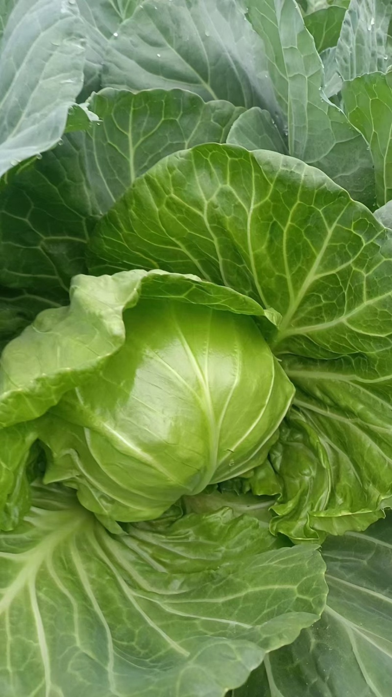 牛心菜甘肃牛心甘蓝产地大量上市价格合理欢迎来的咨询