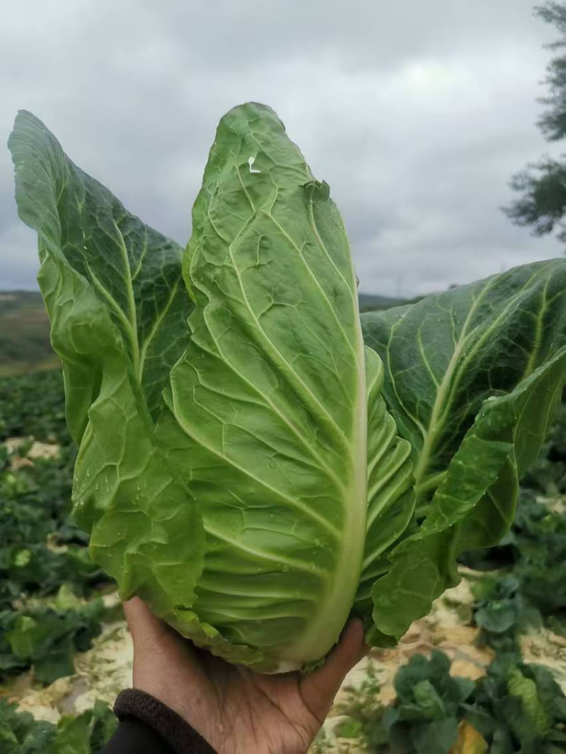 牛心菜甘肃牛心甘蓝产地大量上市价格合理欢迎来的咨询
