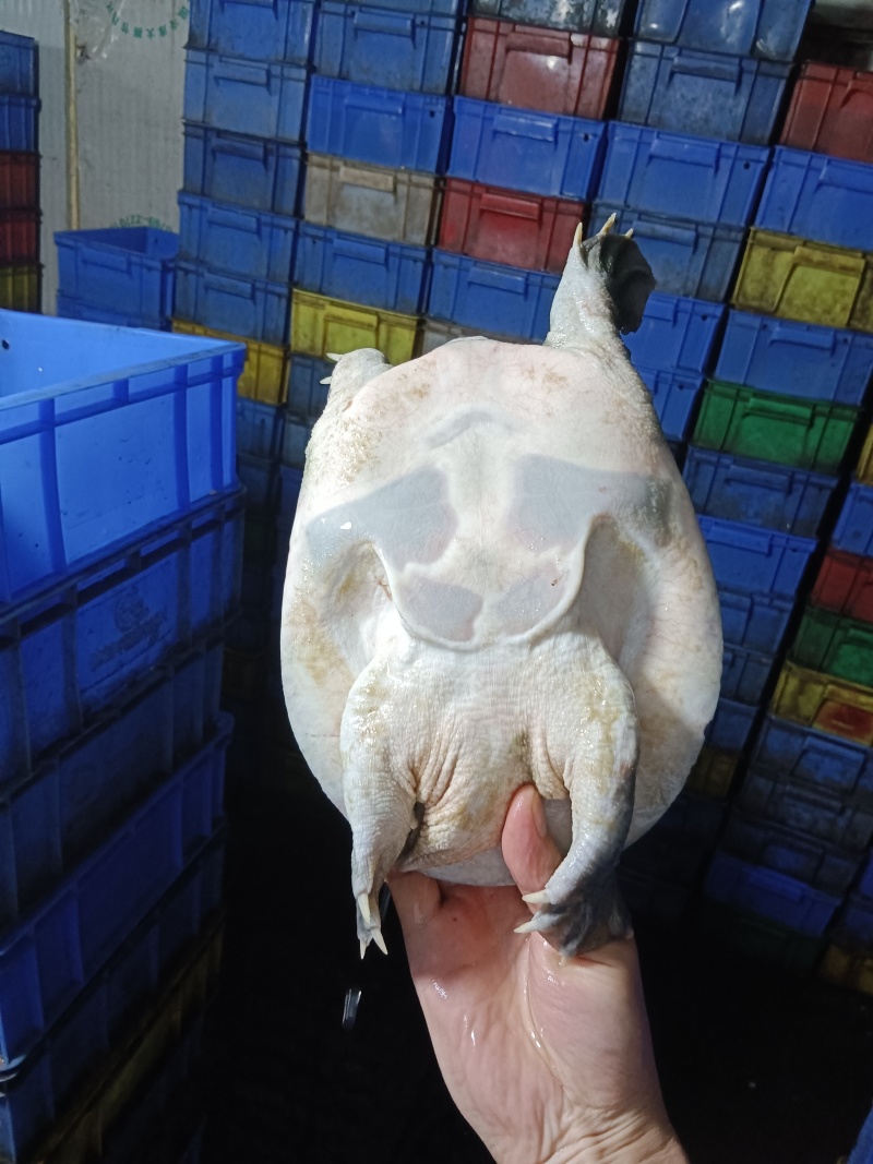 8年-10年生态水库老母甲鱼精品靓货，酒楼饭庄必备